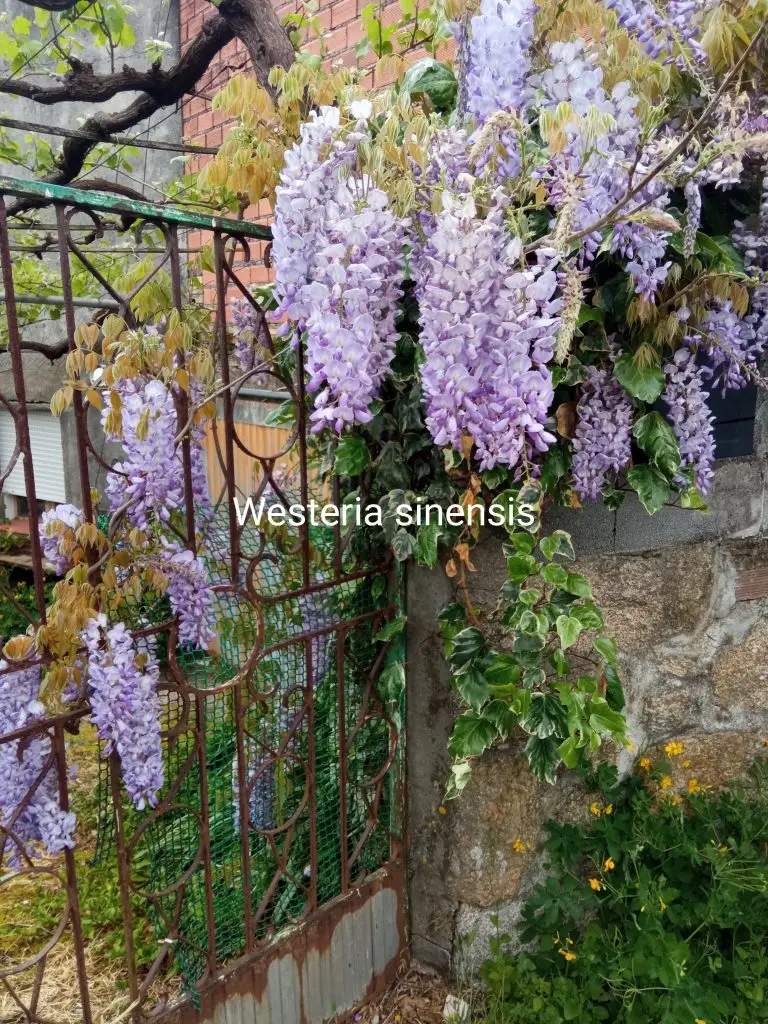 Westeria sinensis
