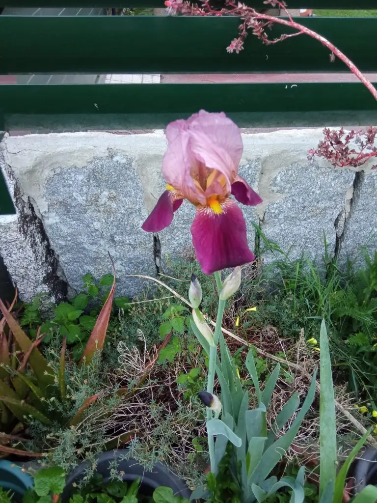 Iris germanica