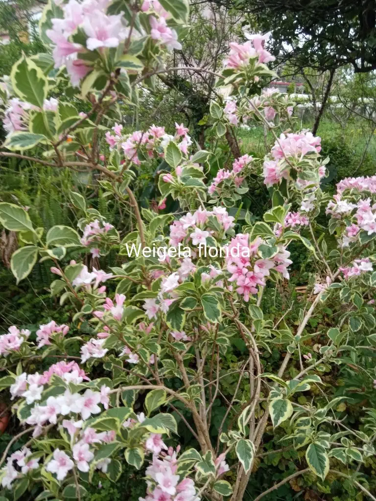 Weigela florida