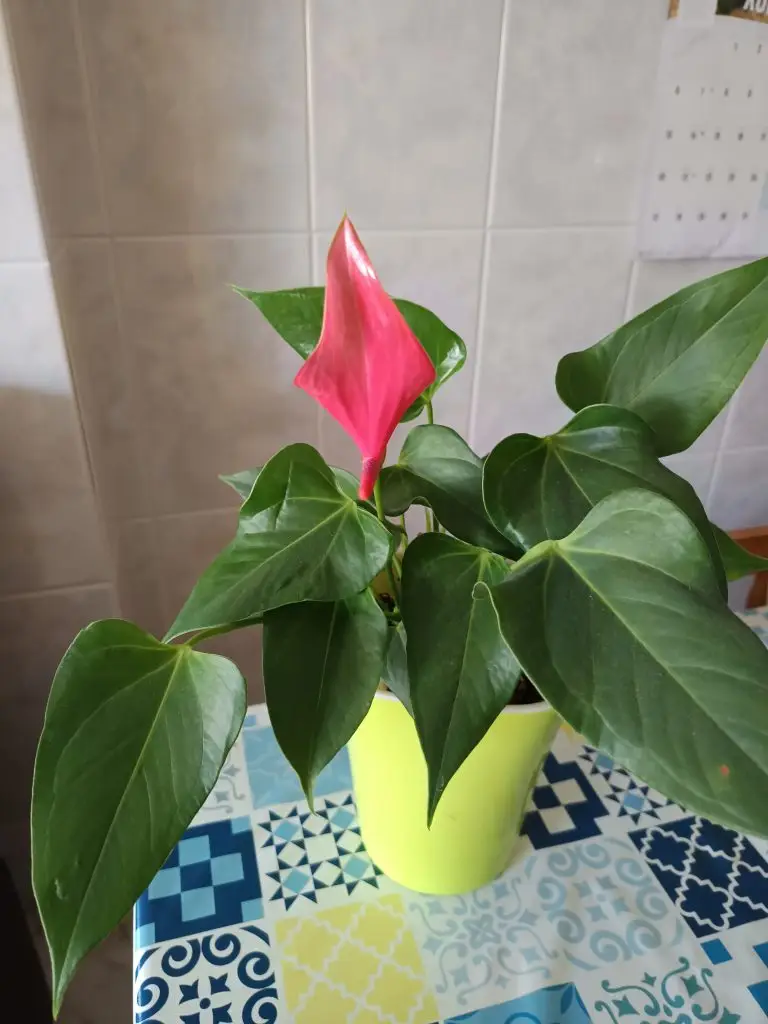 Anthurium andraeanum "Joli”