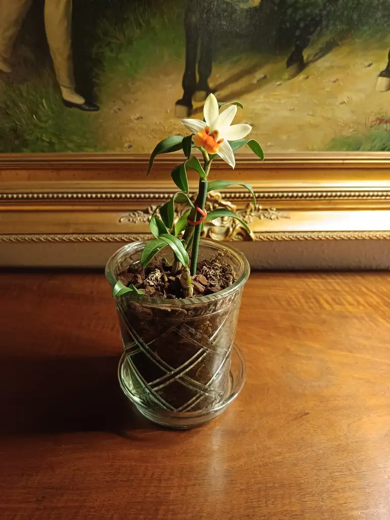 Dendrobium Jiaho Candy