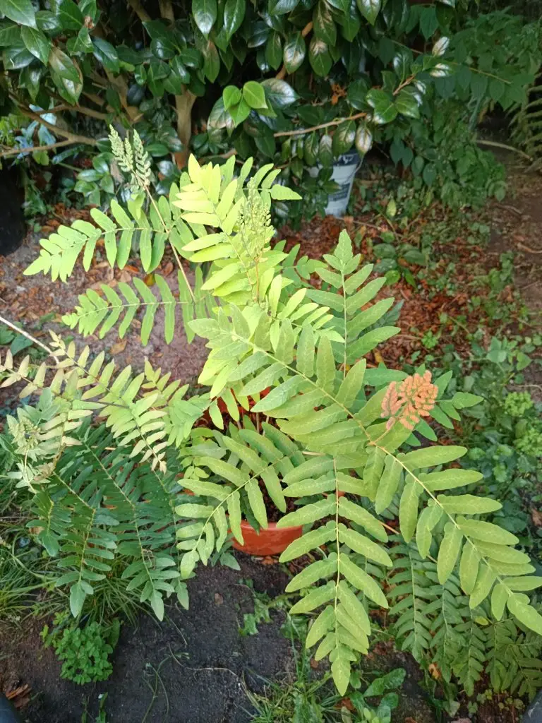 Helechos 5 Osmunda regalis