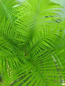 Cycas, Zamias y Macrozamias 39 Cyca rumphii