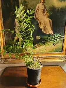 Cycas, Zamias y Macrozamias 40 Zamia vazquezii