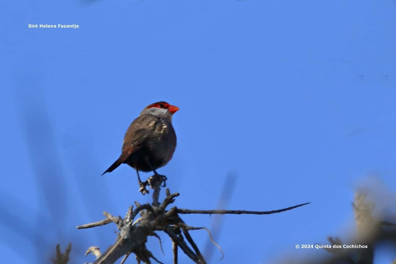 Vogels spotten - activities - activiteiten - Aktivitaeten Algarve - Quinta dos Cochichos