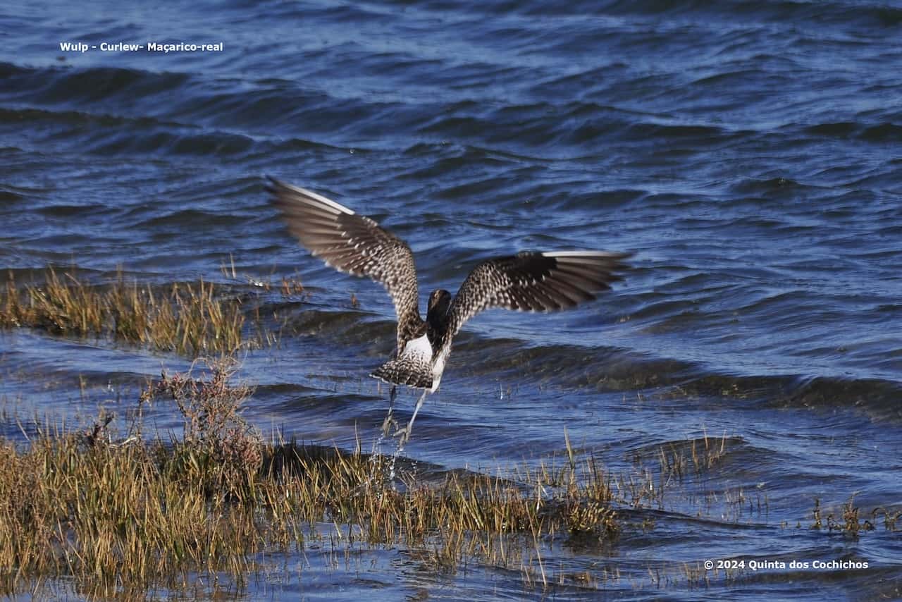 Vogels spotten Algarve vanuit Quinta dos Cochichos