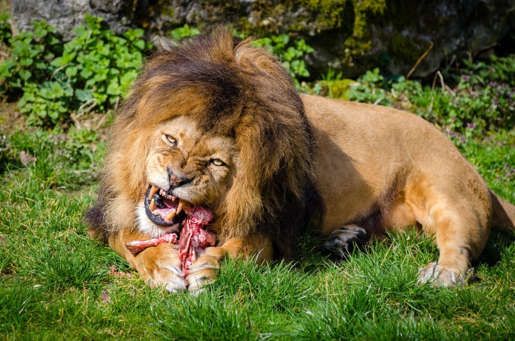 Brown Lion Eating Meat 