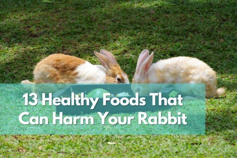13 healthy foods that can harm your rabbit
