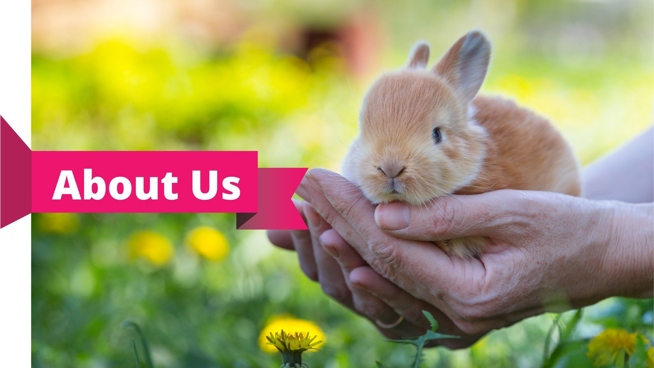 about us rabbit care box