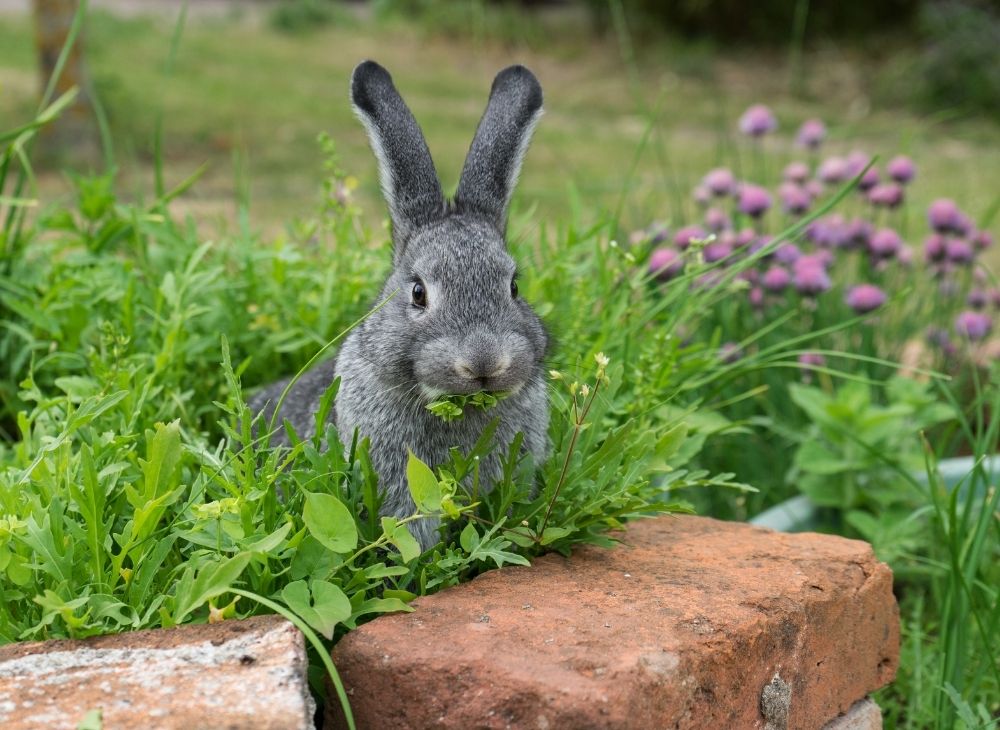 can rabbits eat cardboard