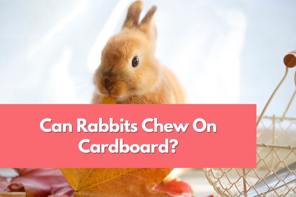 can rabbits chew on cardboard