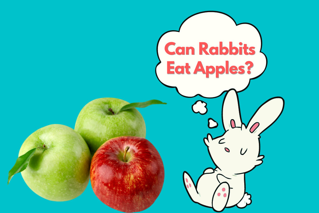 can rabbits eat apples