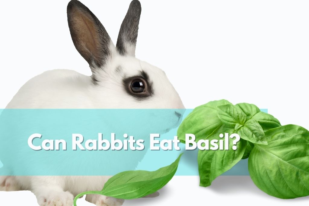 can rabbits eat basil