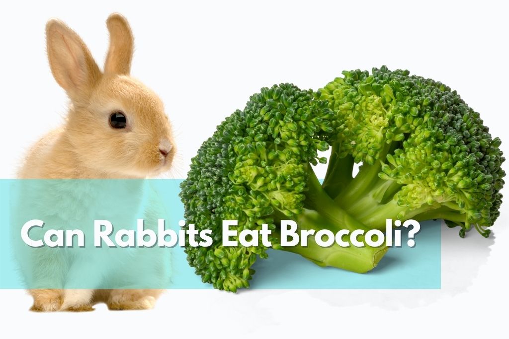 can rabbits eat broccoli