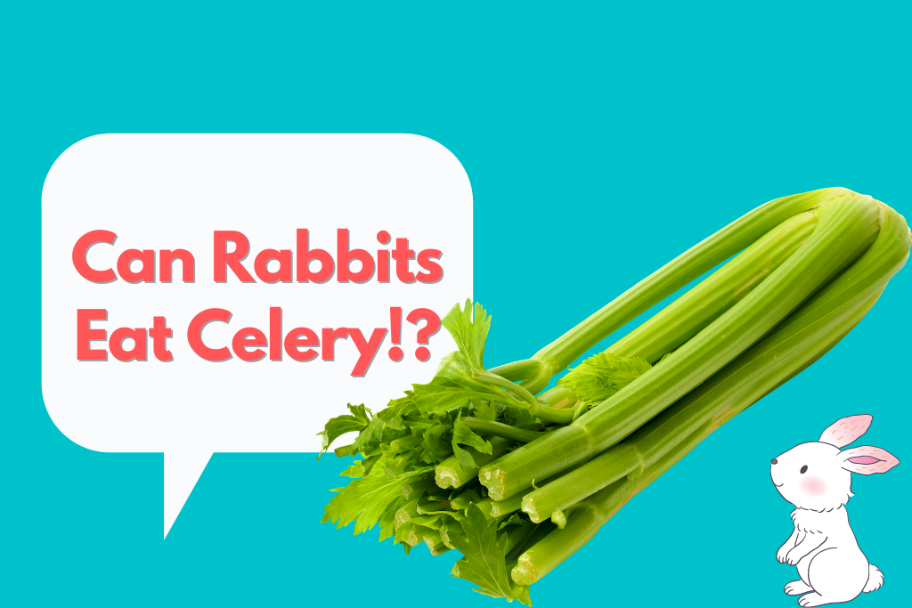 can rabbits eat celery