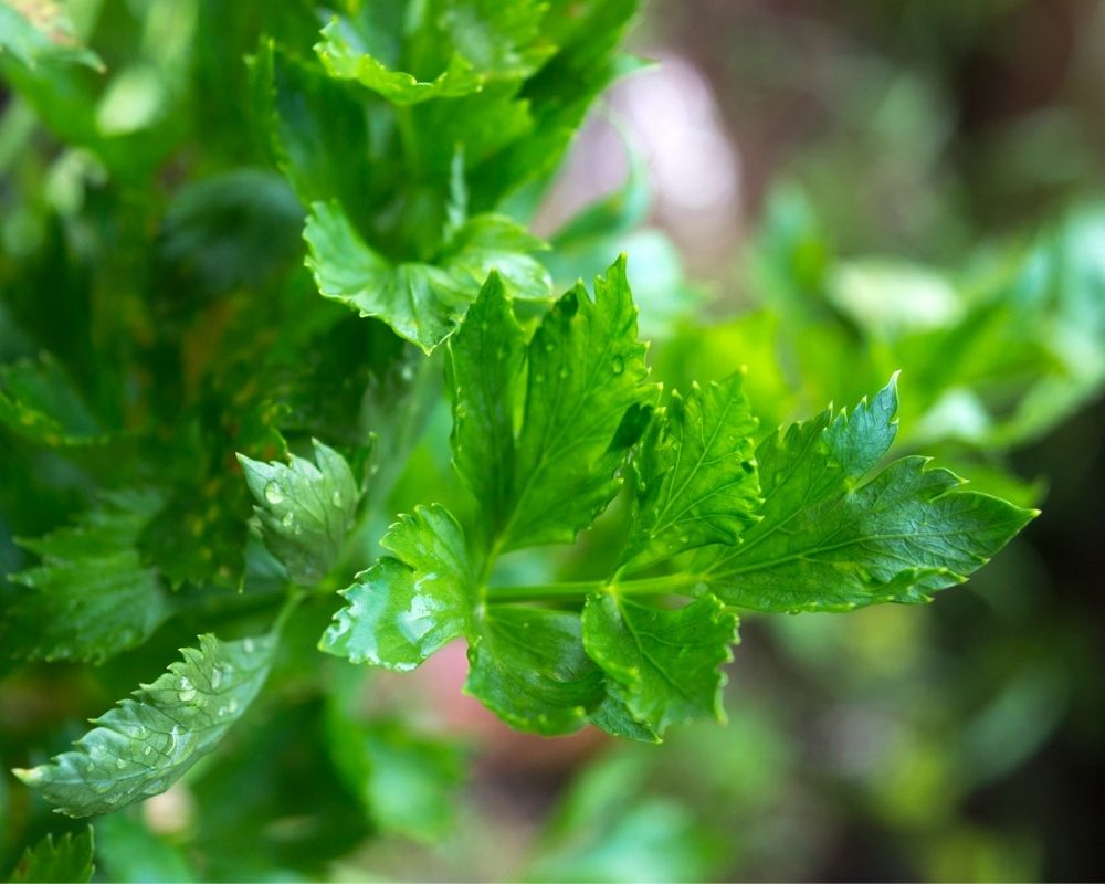 celery leaves rabbits