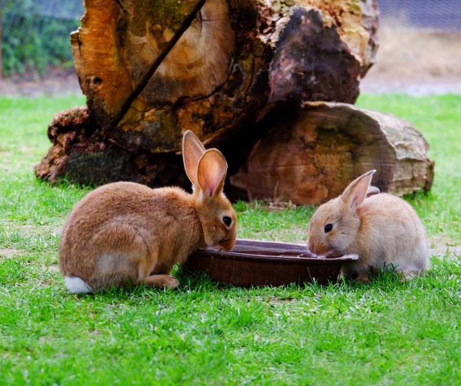 Can Rabbits Live Outside In Winter? 13 Things You Must Do