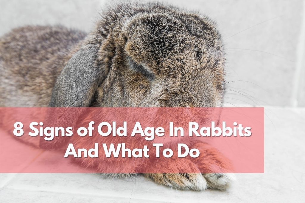 signs of old age in rabbits