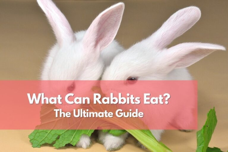 what can rabbits eat