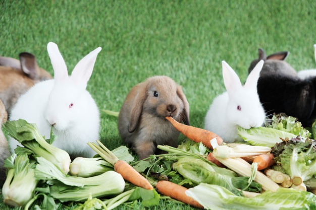 what can rabbits eat vegetables