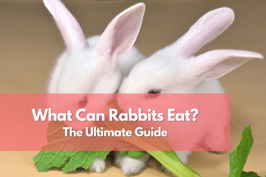 What Can Rabbits Eat? The Full Free Rabbit Eating Guide