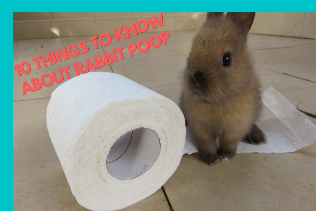 Rabbit Poop, 10 Things You Must Know For a Healthy Rabbit