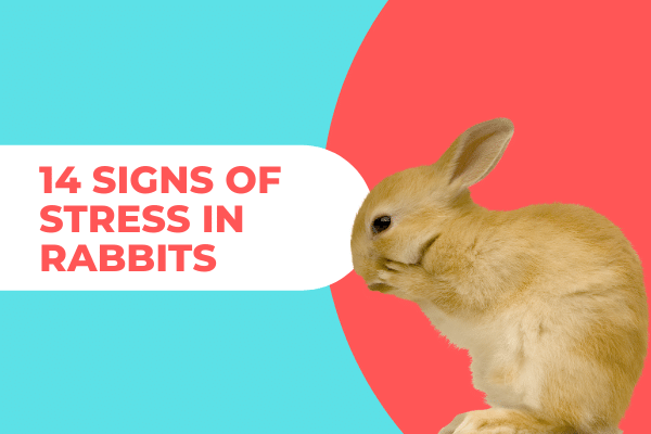 stress in rabbits
