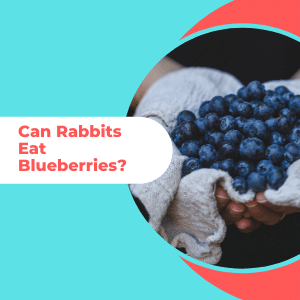 can rabbits eat blueberries