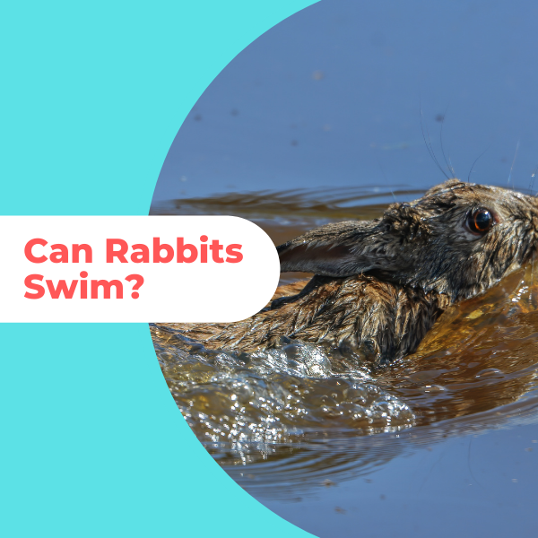can rabbits swim