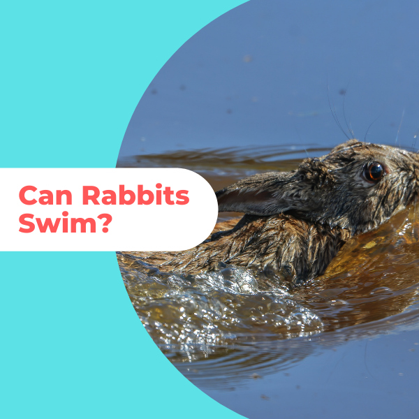 Can Rabbits Swim? How To Swim Safely Rabbit Care Box