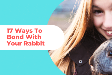 how to bond with your rabbit