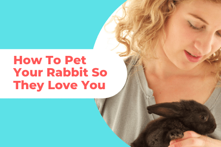 how to pet rabbits