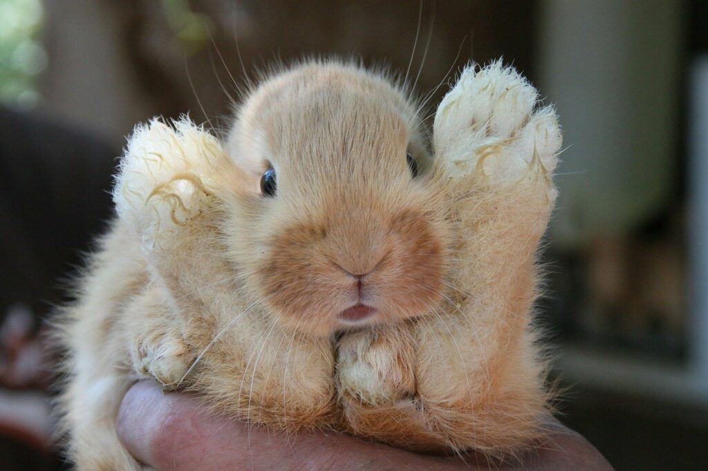 holding baby rabbit