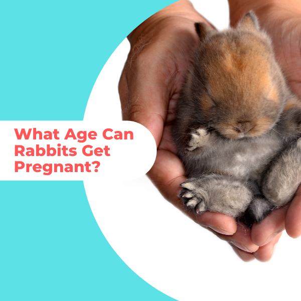 What Age Can Rabbits Get Pregnant? Everything To Know