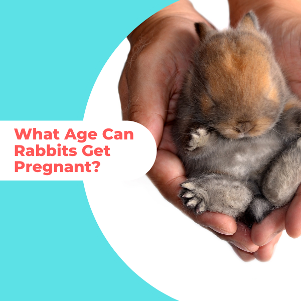 what age can rabbits get pregnant