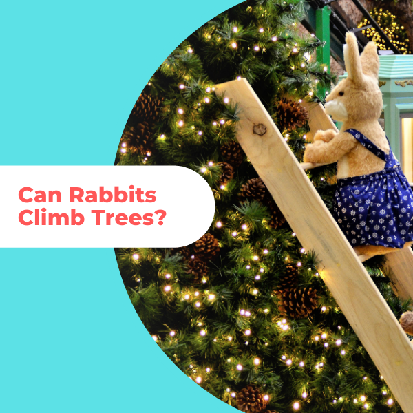 Can Rabbits Climb Trees? We Have The Answers