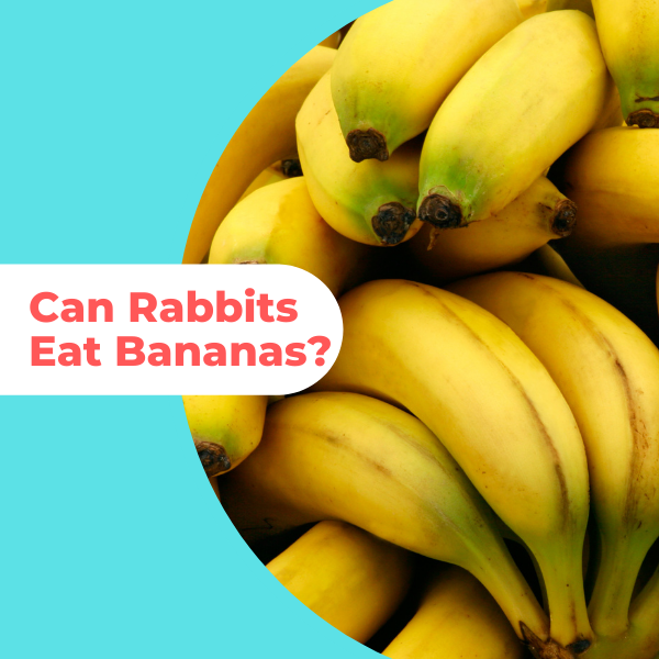 can rabbits eat bananas