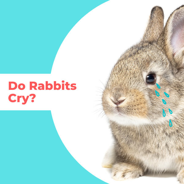 do rabbits cry