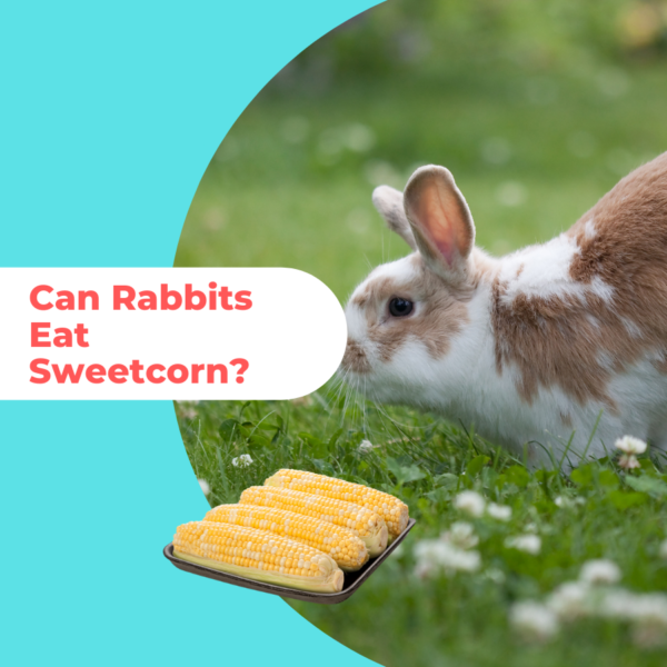 Can Rabbits Eat Sweetcorn - 5 Reasons Why We Advise Not