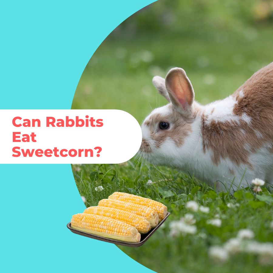 Can Rabbits Eat Sweetcorn 5 Reasons Why We Advise Not