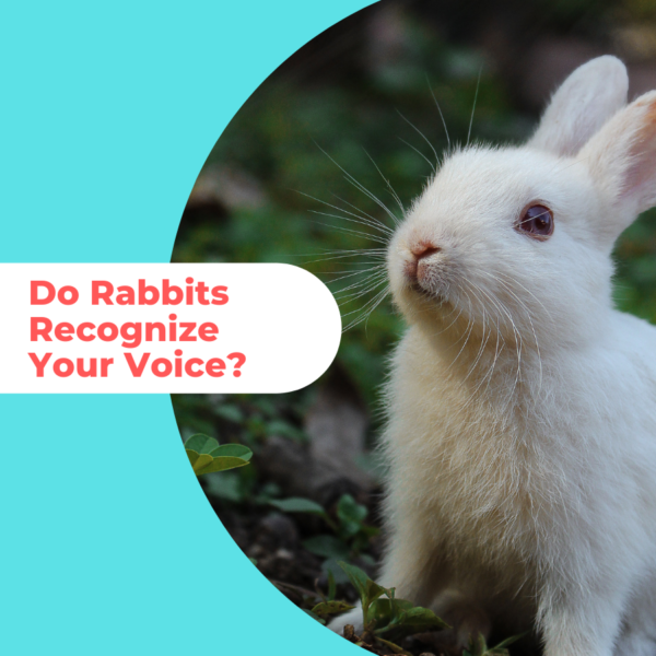 Do Rabbits Recognize Your Voice year Rabbit Care Box
