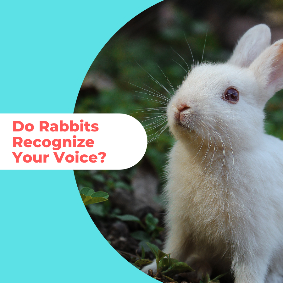 do rabbits recognize your voice