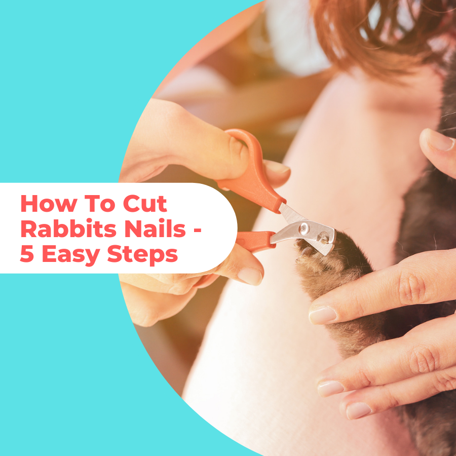 how to cut rabbits nails