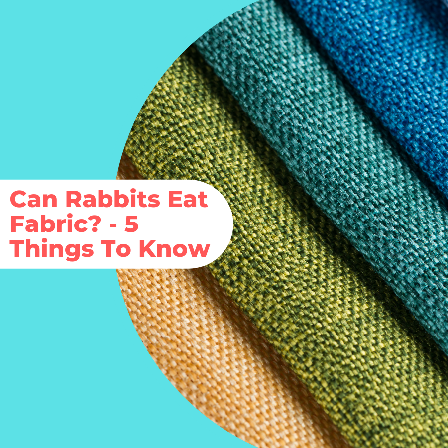 can rabbits eat fabric