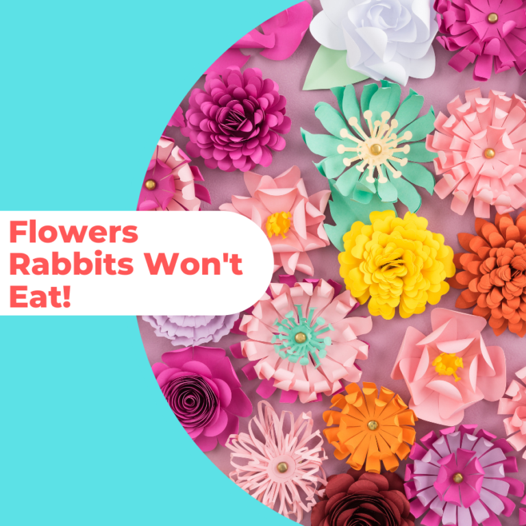 flowers rabbits won't eat