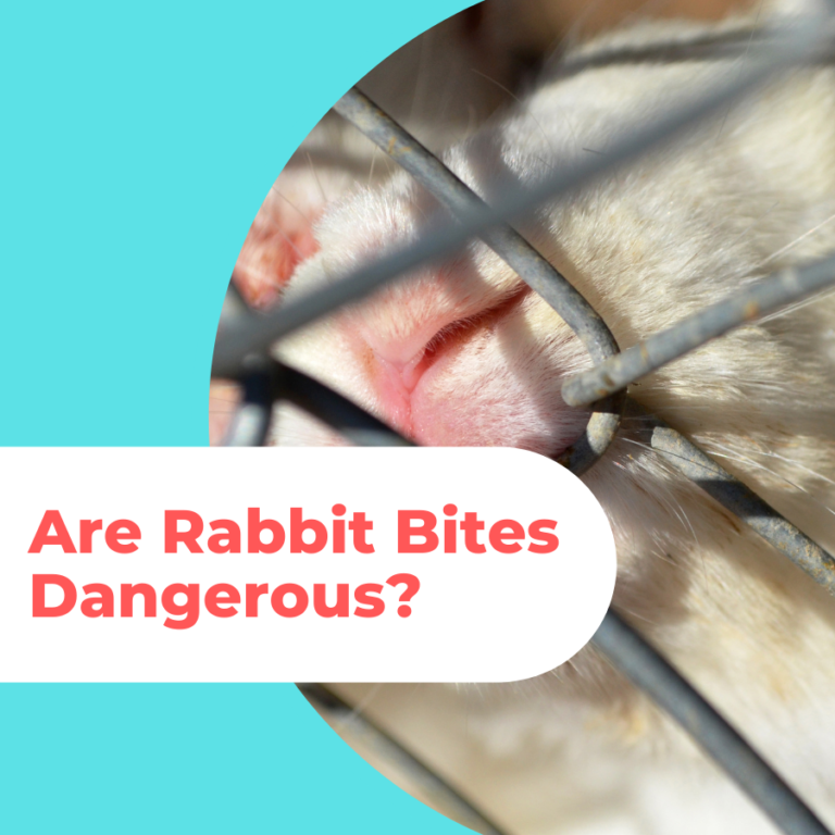 Are Rabbit Bites Dangerous