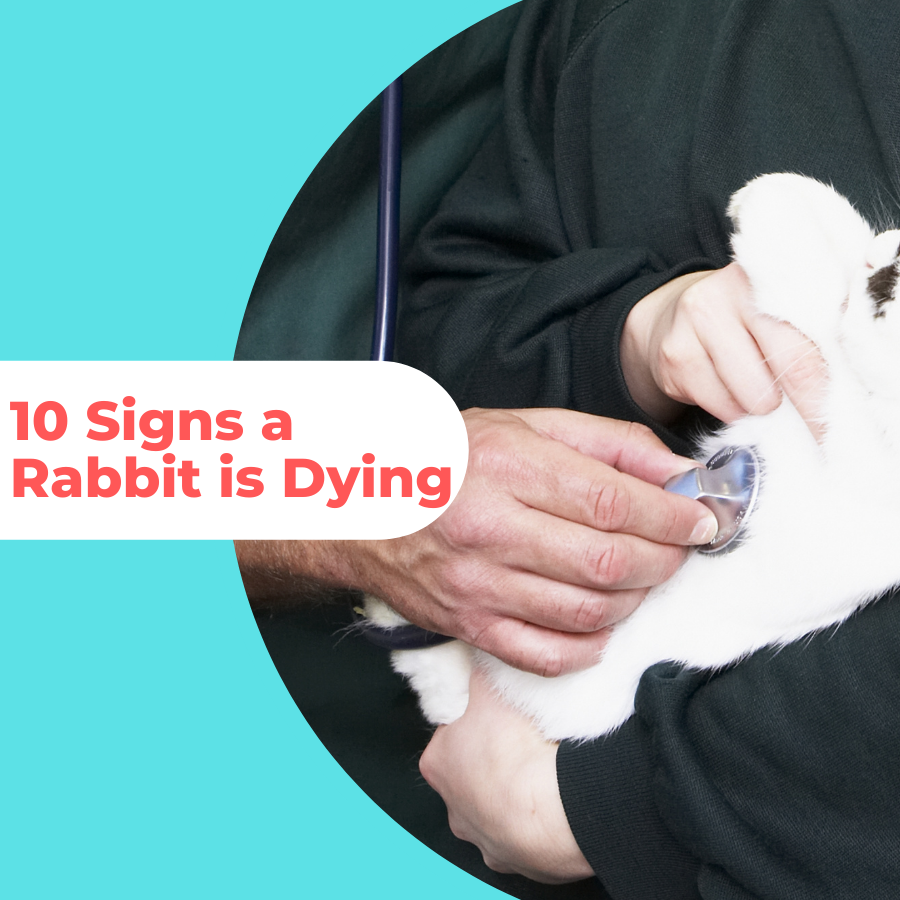 signs a rabbit is dying