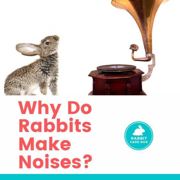 why do rabbits make noises