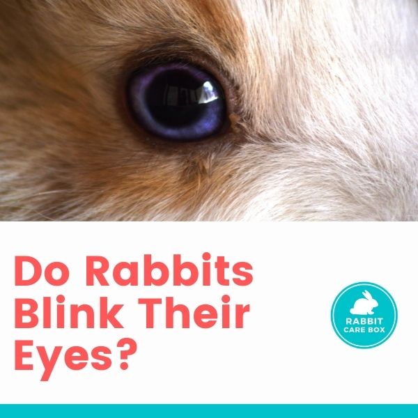 do rabbits blink their eyes