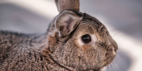 do rabbits blink their eyes all the time